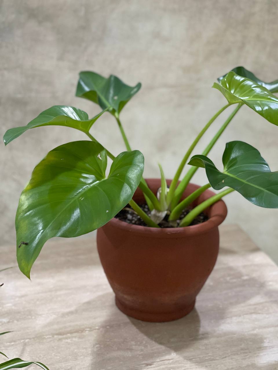 philodendron giganteum price PHILODENDRON GIGANTEUM – Ren Wares